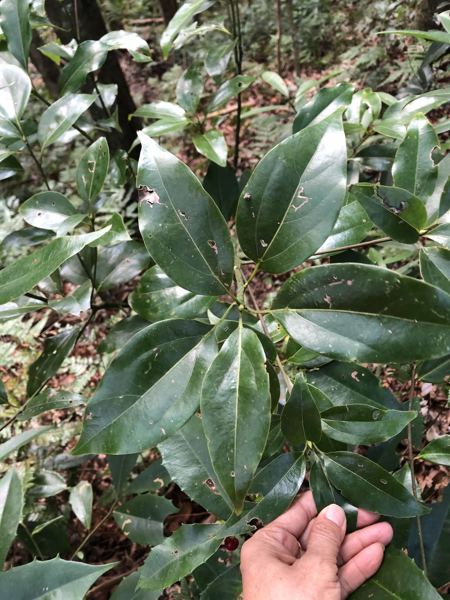 Cinnamomum micranthum (Hayata) Hayata的圖片