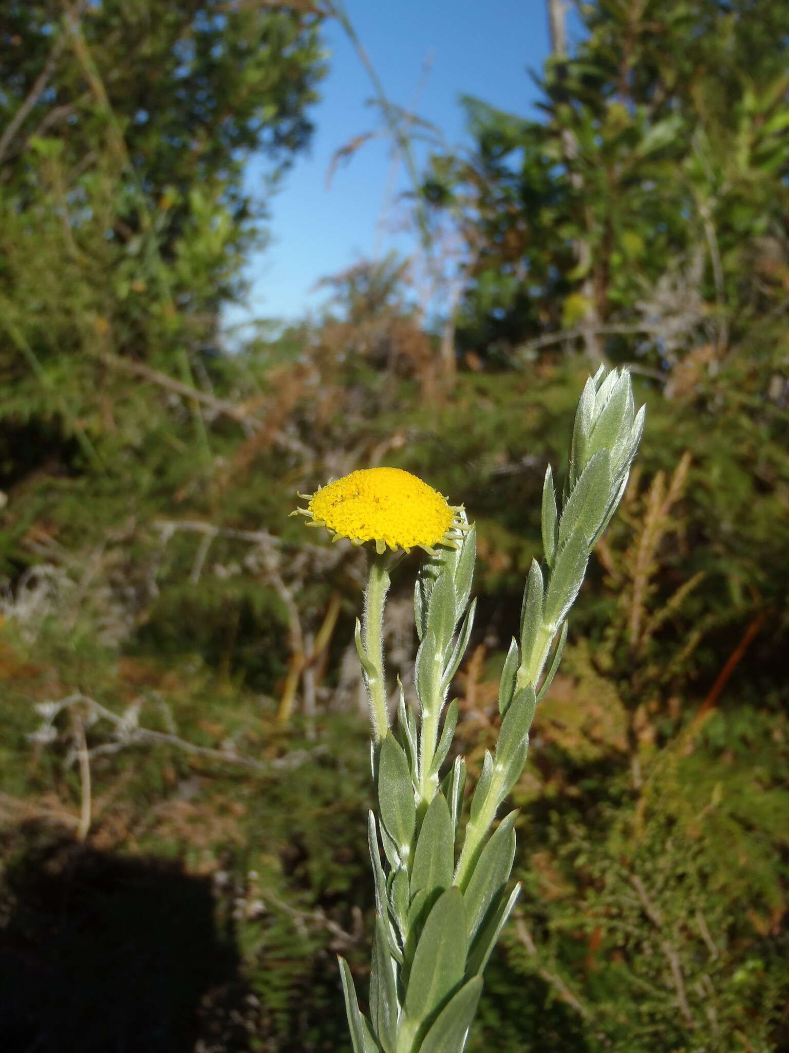 Image of Schistostephium umbellatum (L. fil.) K. Bremer & C. J. Humphries