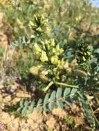 Astragalus lentiginosus var. nigricalycis M. E. Jones的圖片