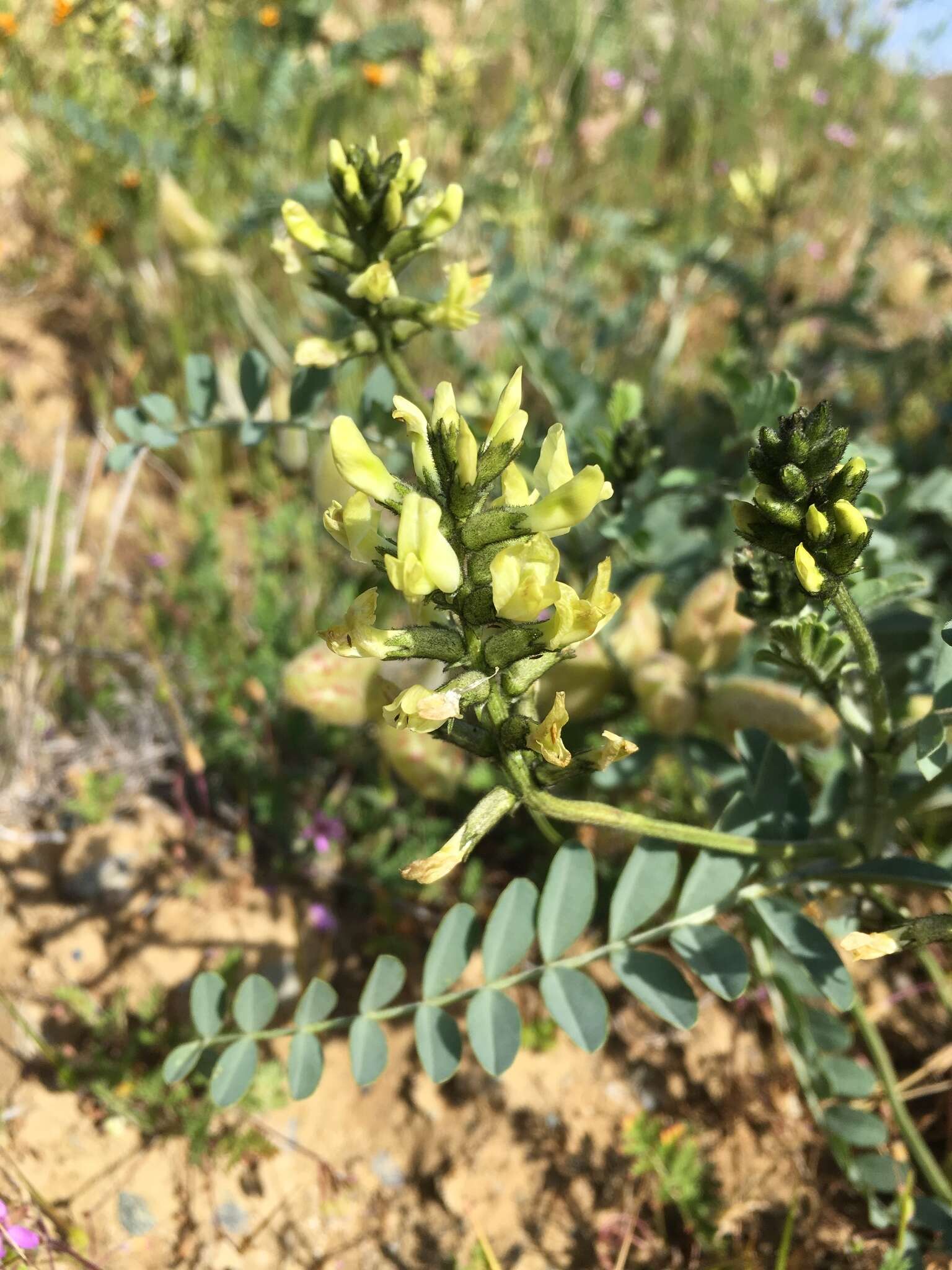 Astragalus lentiginosus var. nigricalycis M. E. Jones的圖片