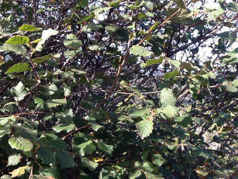 Image of Corylus cornuta subsp. californica (A. DC.) A. E. Murray