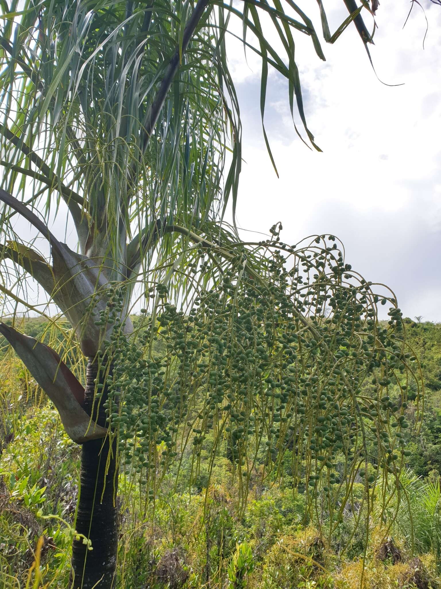 Image of Dypsis madagascariensis (Becc.) Beentje & J. Dransf.