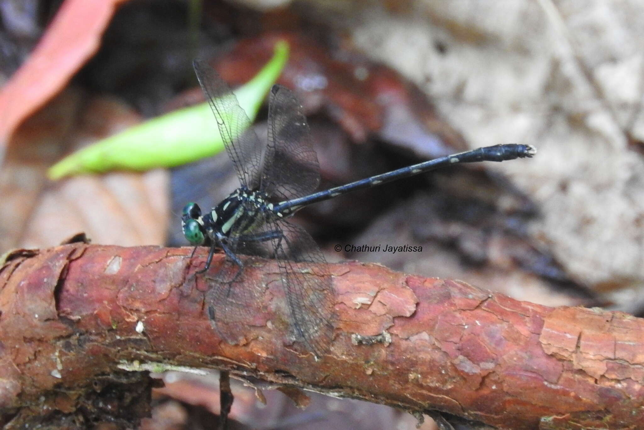 Image of Heliogomphus walli Fraser 1925