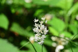 Image of lesser wood-rush