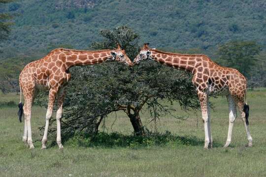 Image of Nubian Giraffe