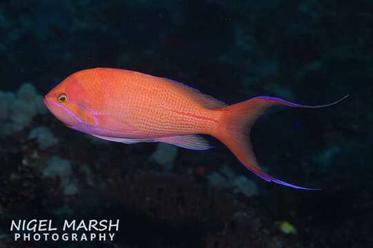 Image of One-stripe anthias