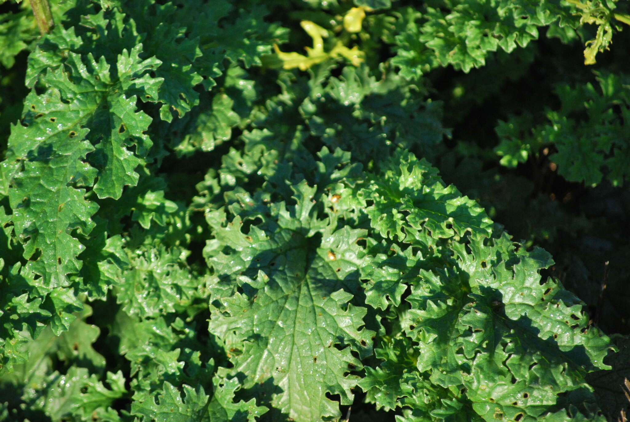 Image of Tansy Ragwort Flea Beetle