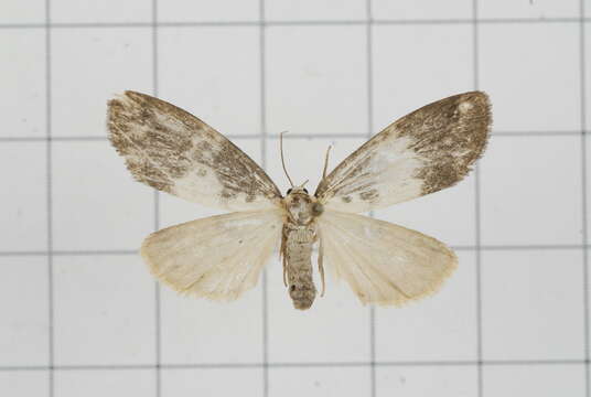 Image of Asura albidorsalis Wileman 1914