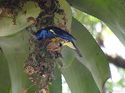 Image of Turquoise Tanager