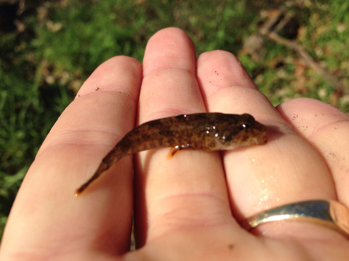 Image of Mottled Sculpin