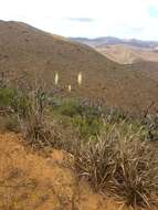 Image of giant wildrye