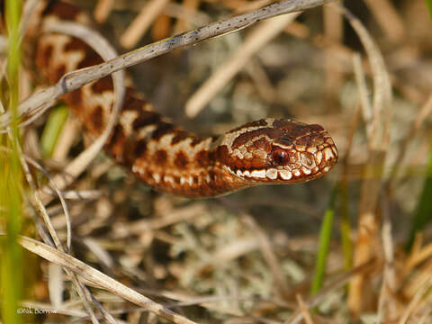 Image of Vipera berus berus (Linnaeus 1758)