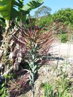 Image of mottled tuberose