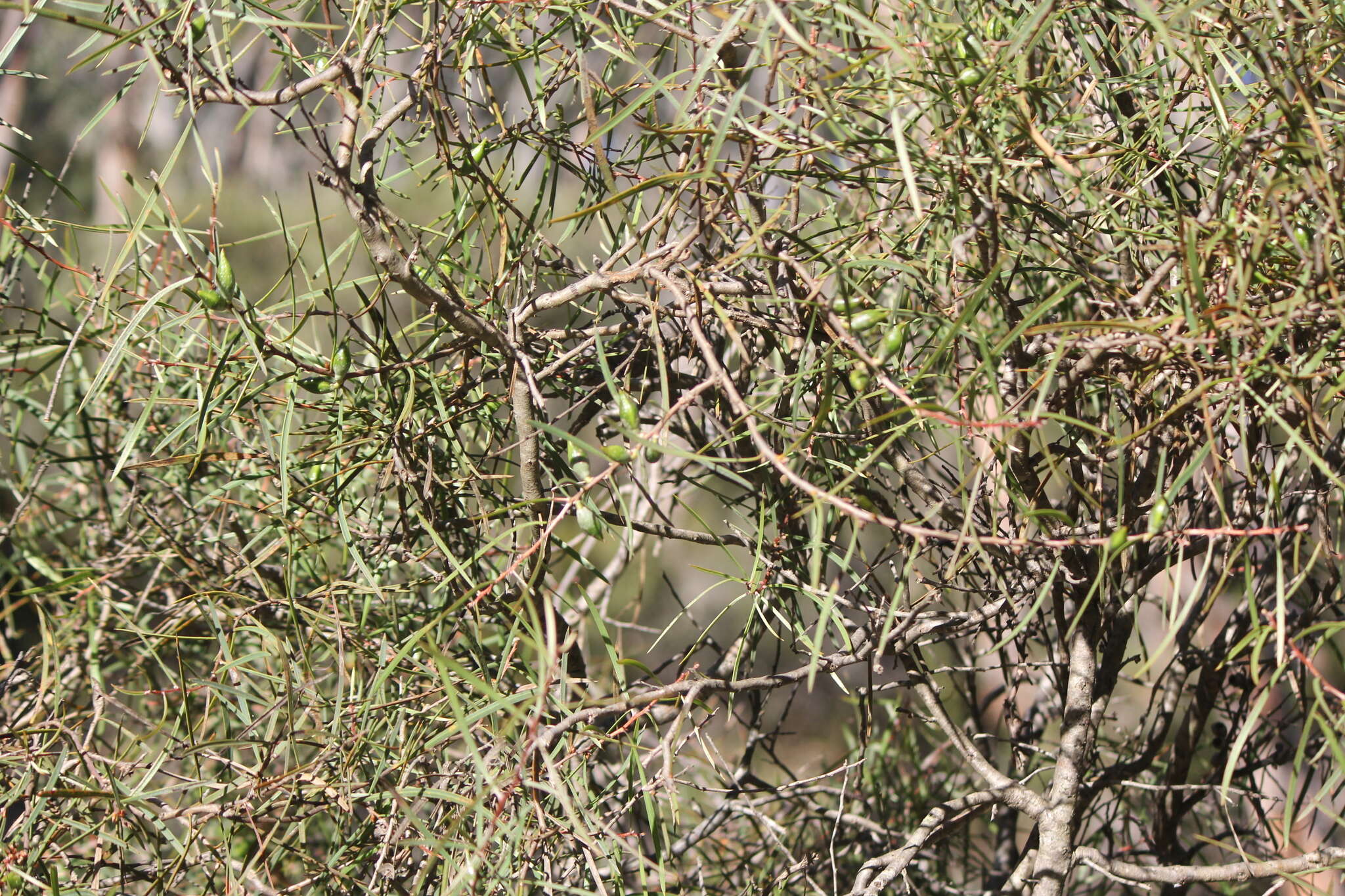 Sivun Hakea carinata F. Müll. ex Meissn. kuva