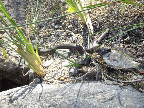 Image of Thamnophis validus celaeno (Cope 1861)