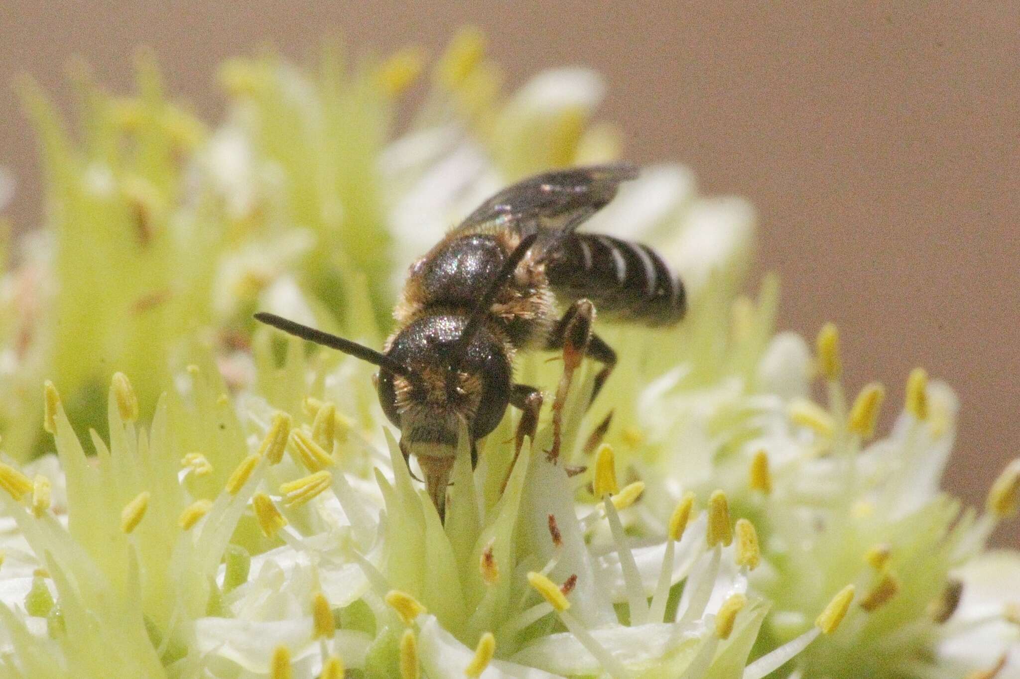 Image of Halictus maculatus Smith 1848