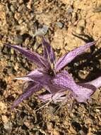 Image de Colchicum variegatum L.