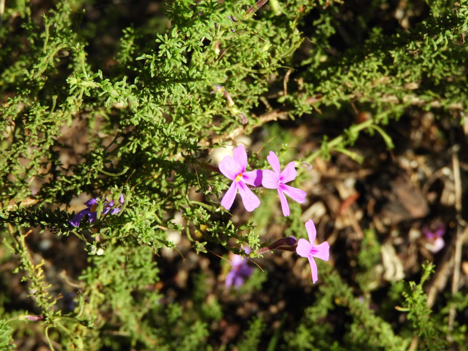 Image of Jamesbrittenia tenuifolia (Bernh.) O. M. Hilliard