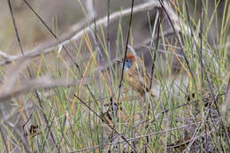 Image of Mallee Emu-wren