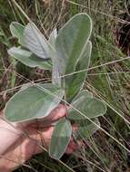 Imagem de Galactia grewiifolia (Benth.) Taub.