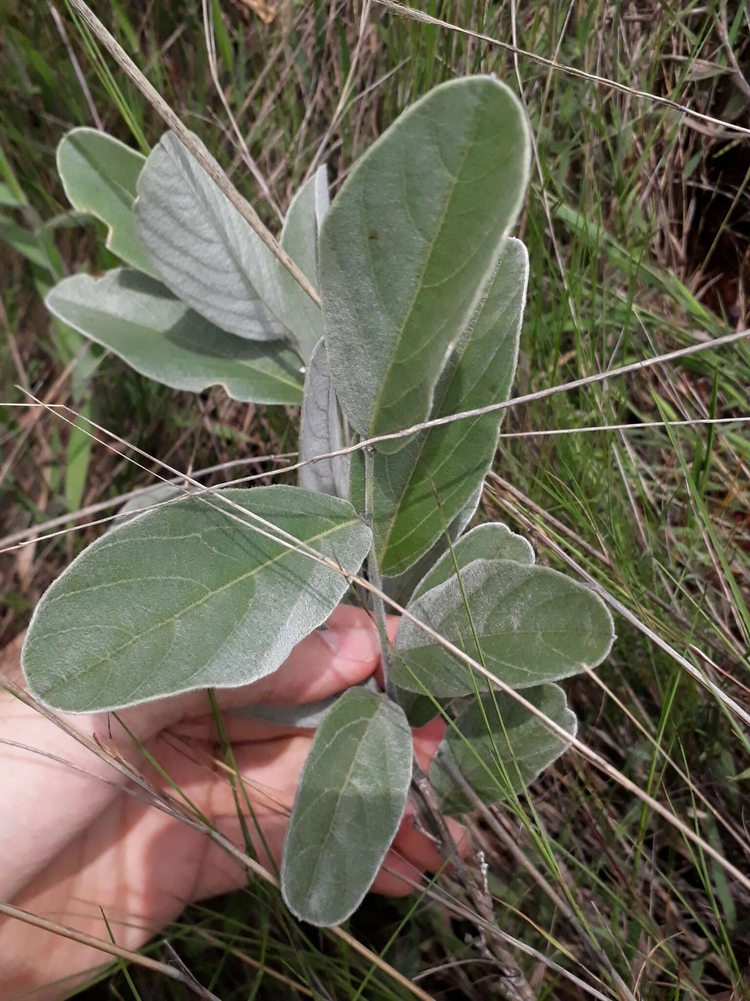 Imagem de Galactia grewiifolia (Benth.) Taub.