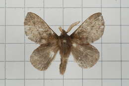 Image de Euthrix tamahonis Matsumura 1927