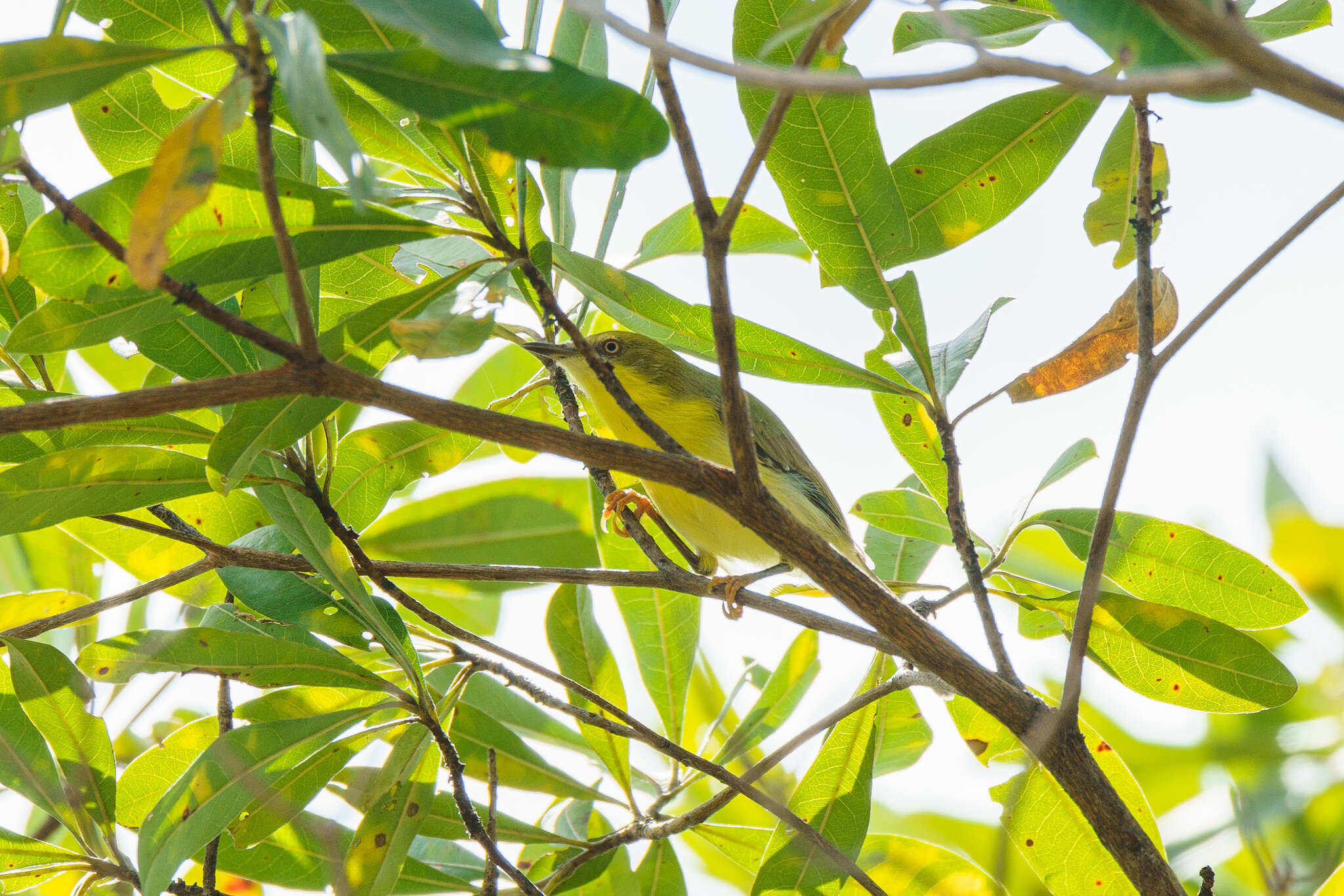 Image of Green-capped Eremomela