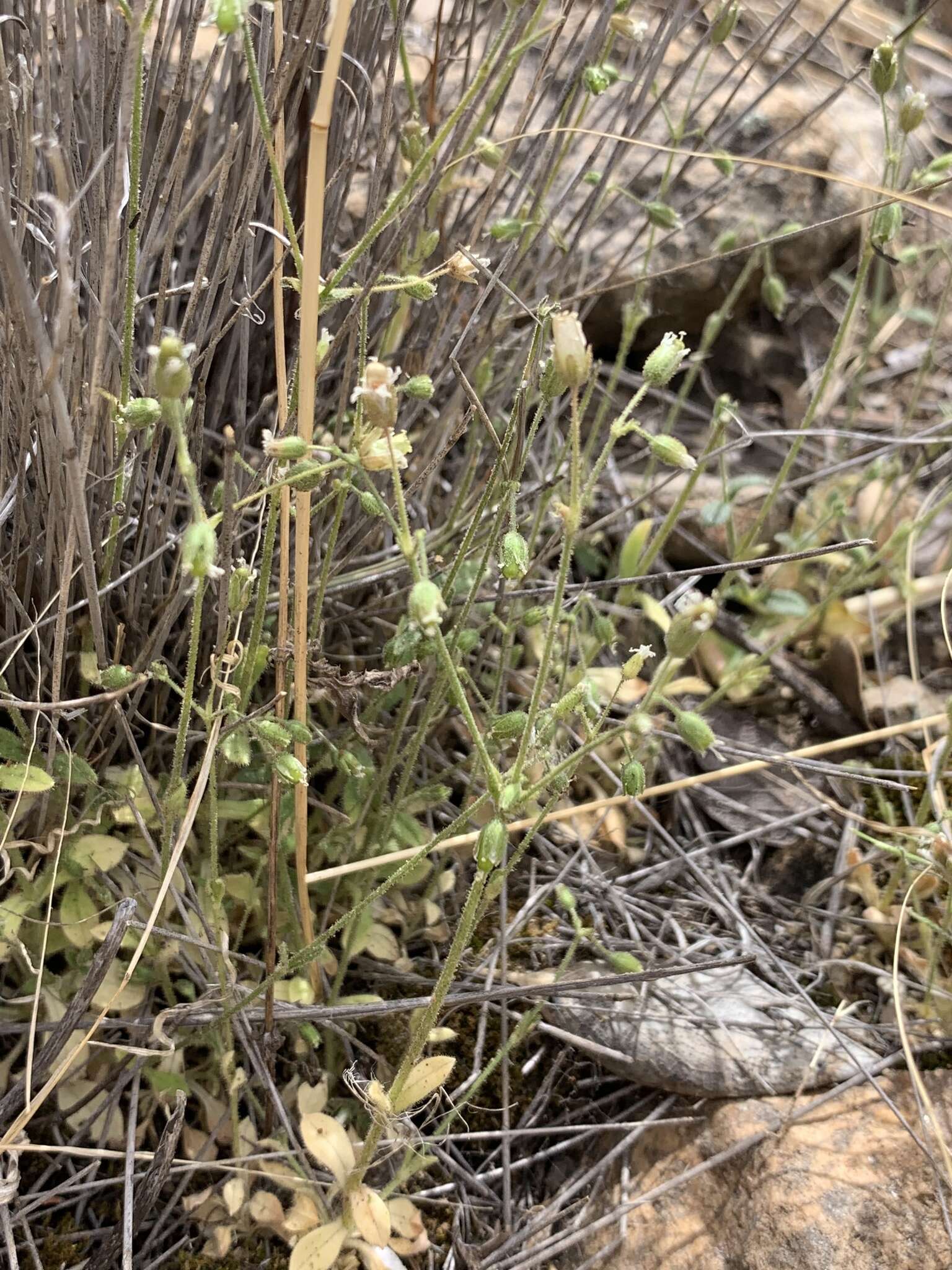 Image of Texas chickweed