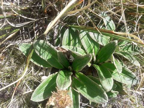 Plancia ëd Celmisia verbascifolia Hook. fil.