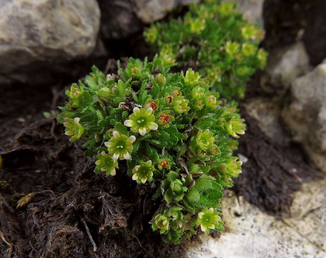 Image de Saxifraga facchinii Koch