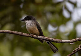 Image of Northern Fantail (Timor)