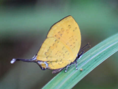 Image of Yasoda tripunctata atrinotata Fruhstorfer 1912