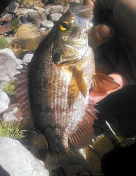 Image of Sacramento Perch