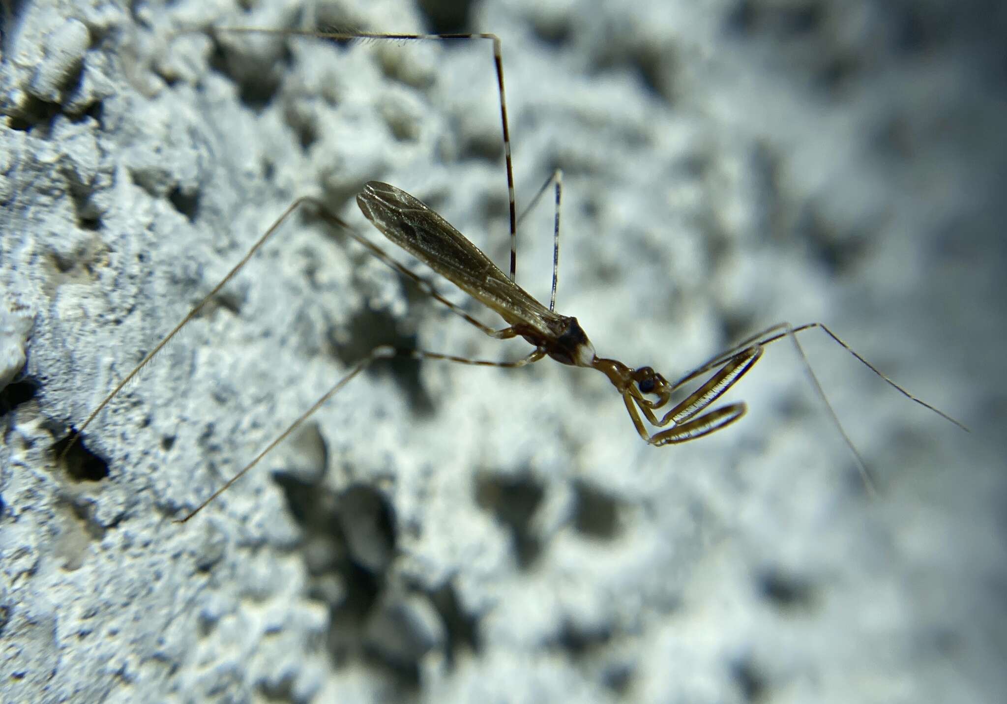 Image de Stenolemoides arizonensis (Banks 1909)