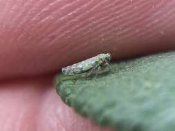 Image of Ligurian Leafhopper