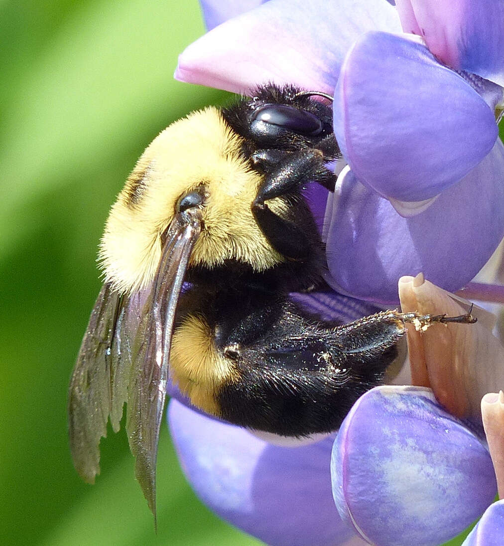 Image of Brown-belted Bumblebee