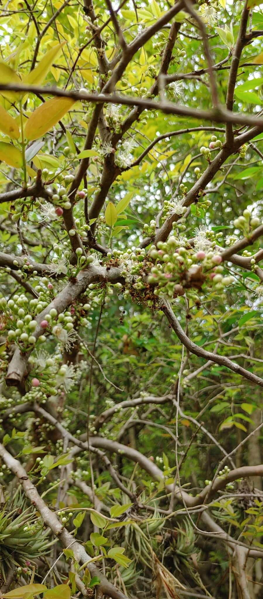 Imagem de Plinia trunciflora (O. Berg) Kausel