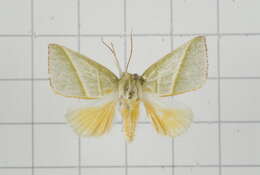 Image of Hylophilodes tsukusensis Nagano 1918