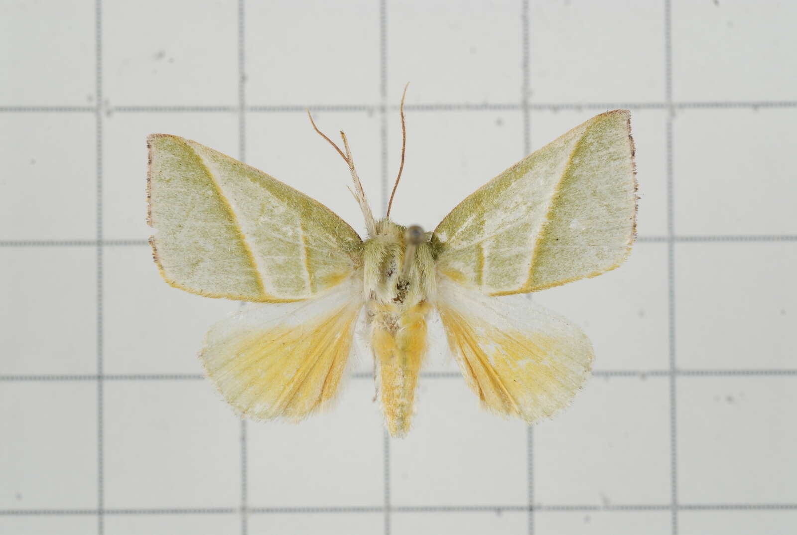 Image of Hylophilodes tsukusensis Nagano 1918