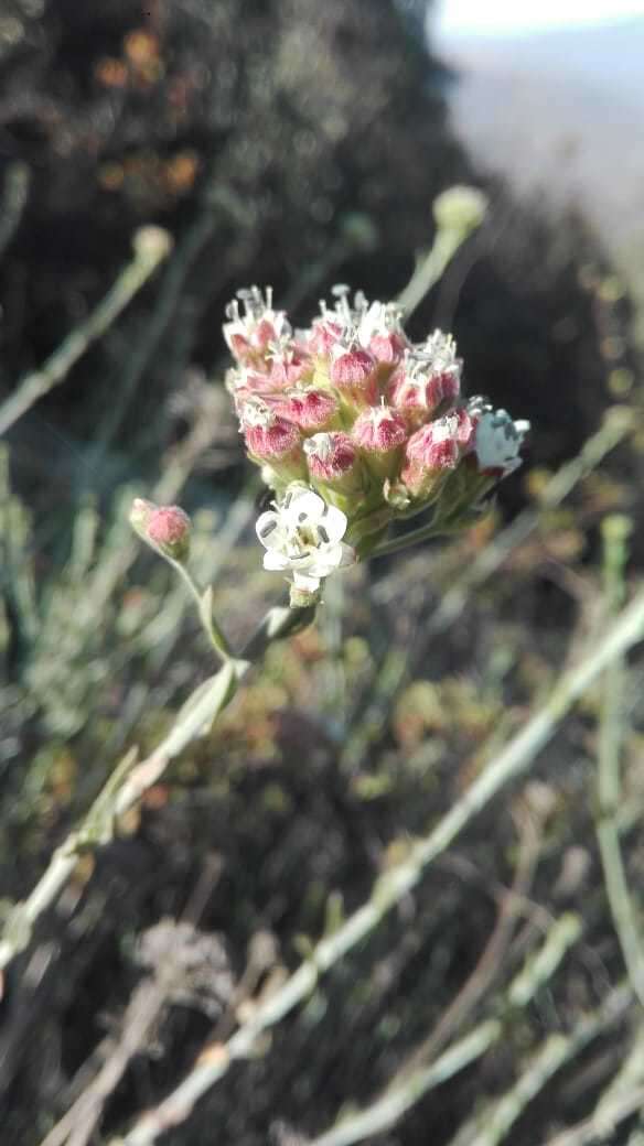 Imagem de Malesherbia fasciculata D. Don