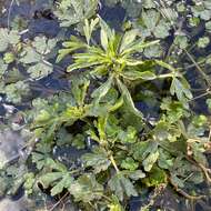 Слика од Ranunculus sceleratus var. multifidus Nutt. ex Torr. & A. Gray