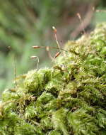 Image of palamocladium moss