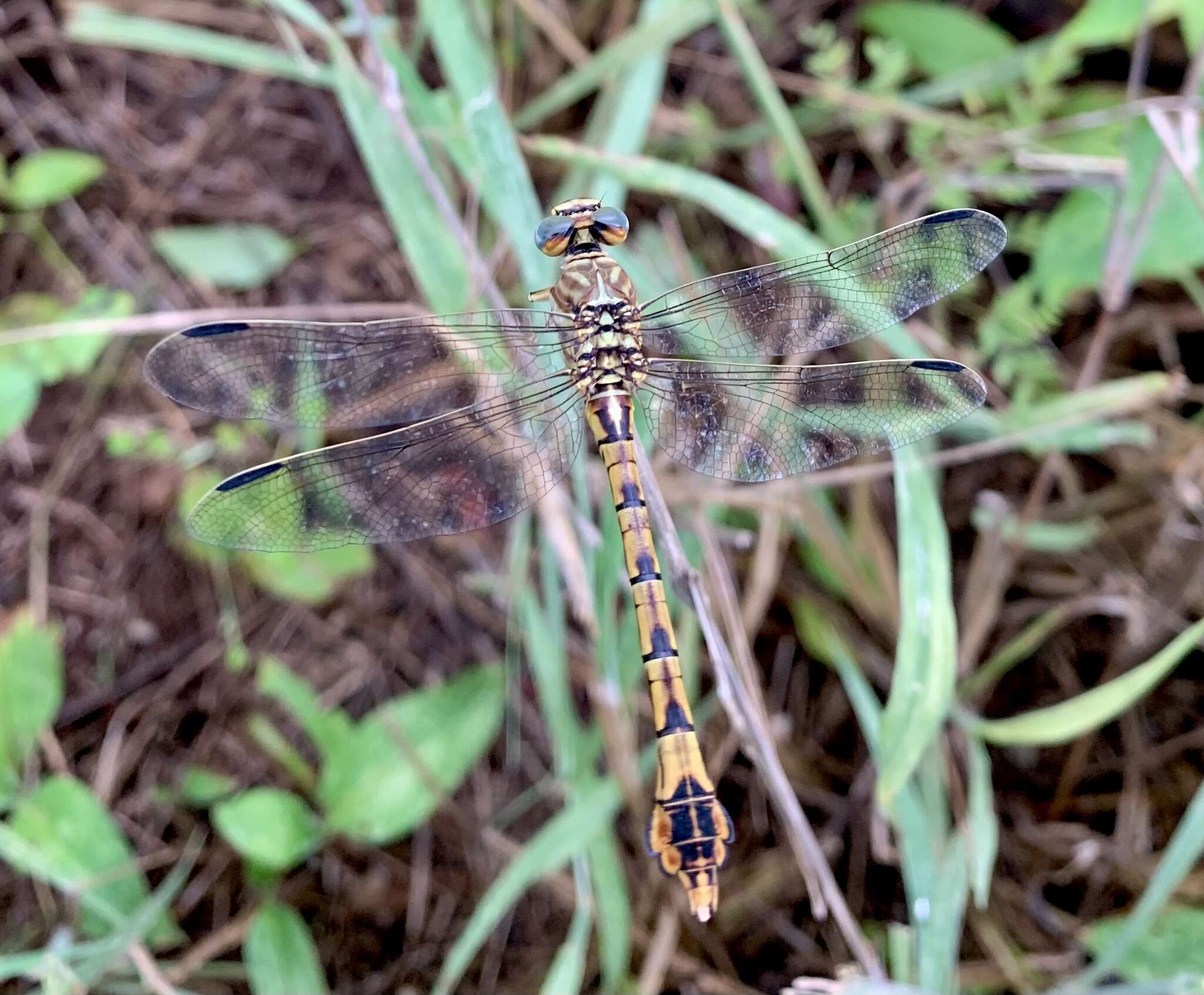 Image of Clubbed Talontail