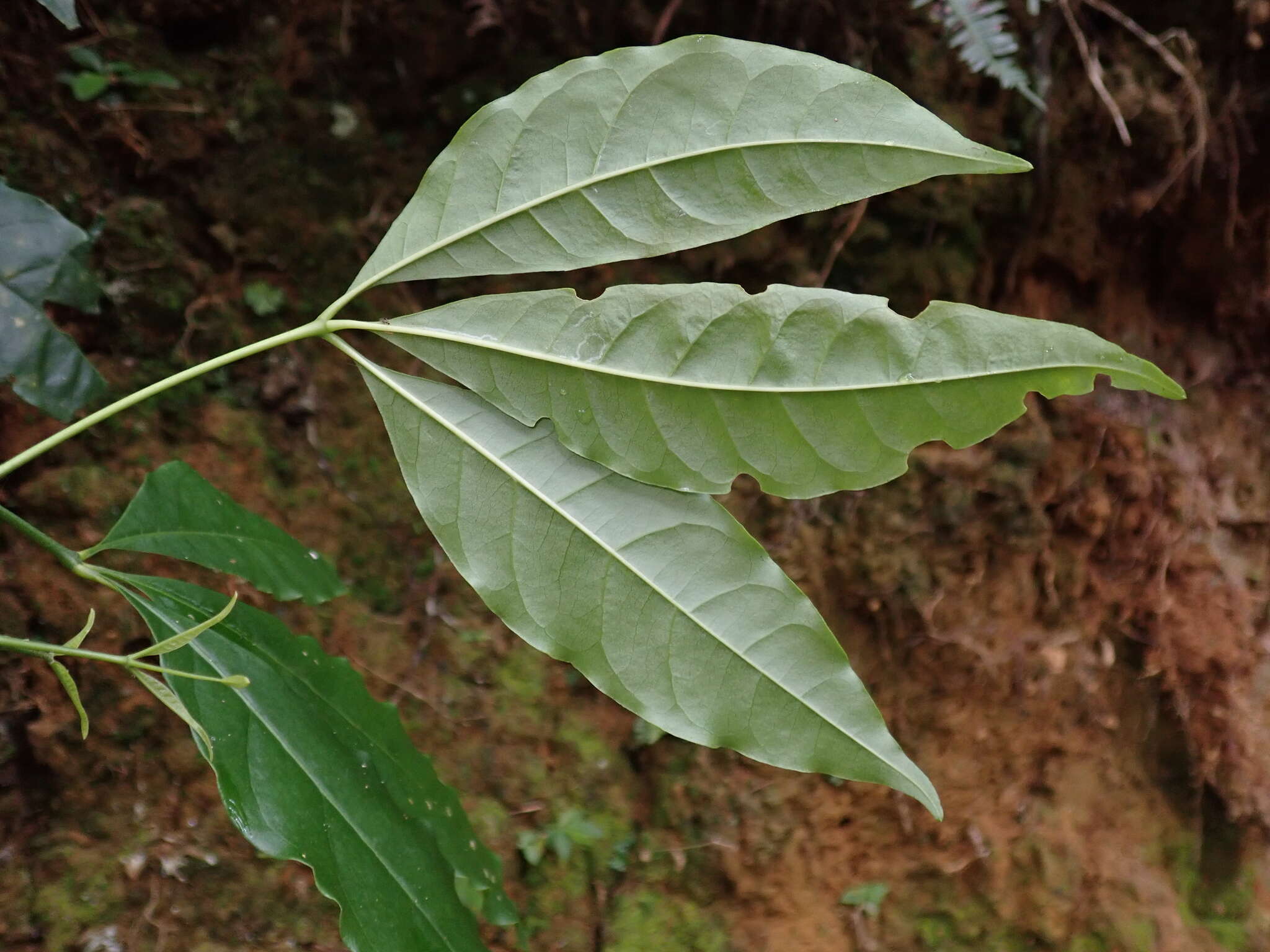 Image of Melicope pteleifolia (Champ. ex Benth.) T. G. Hartley