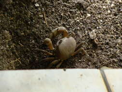 Image of brown land crab