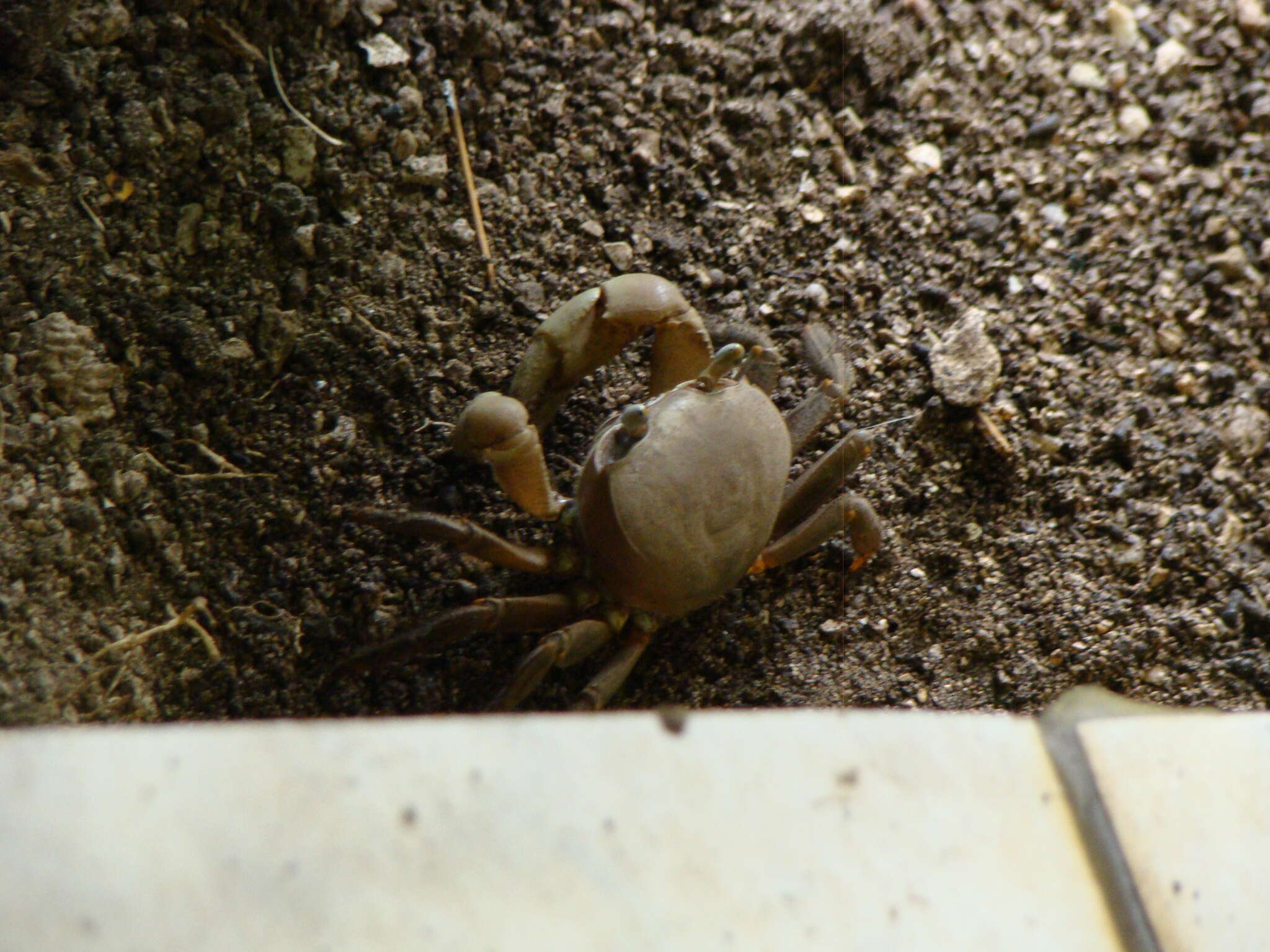 Image of brown land crab