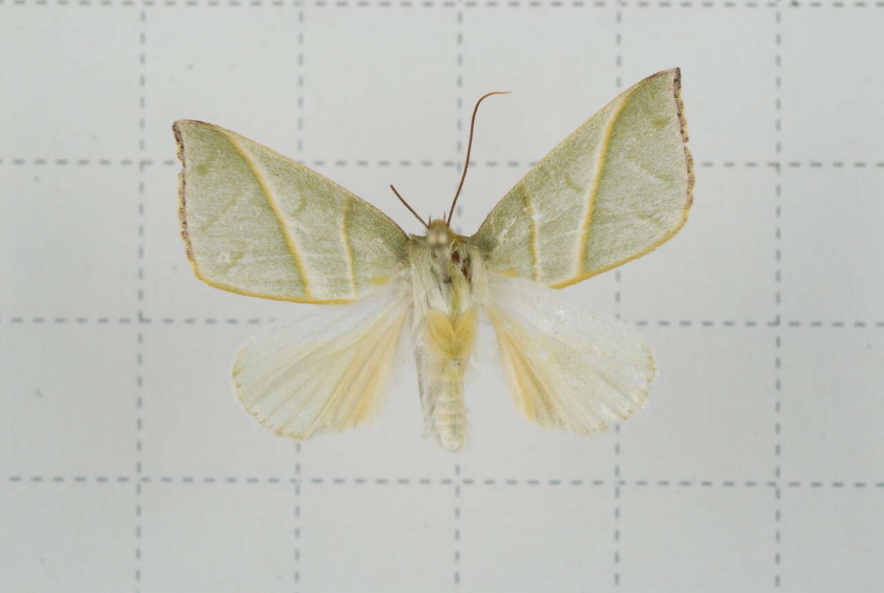 Image of Hylophilodes tsukusensis Nagano 1918