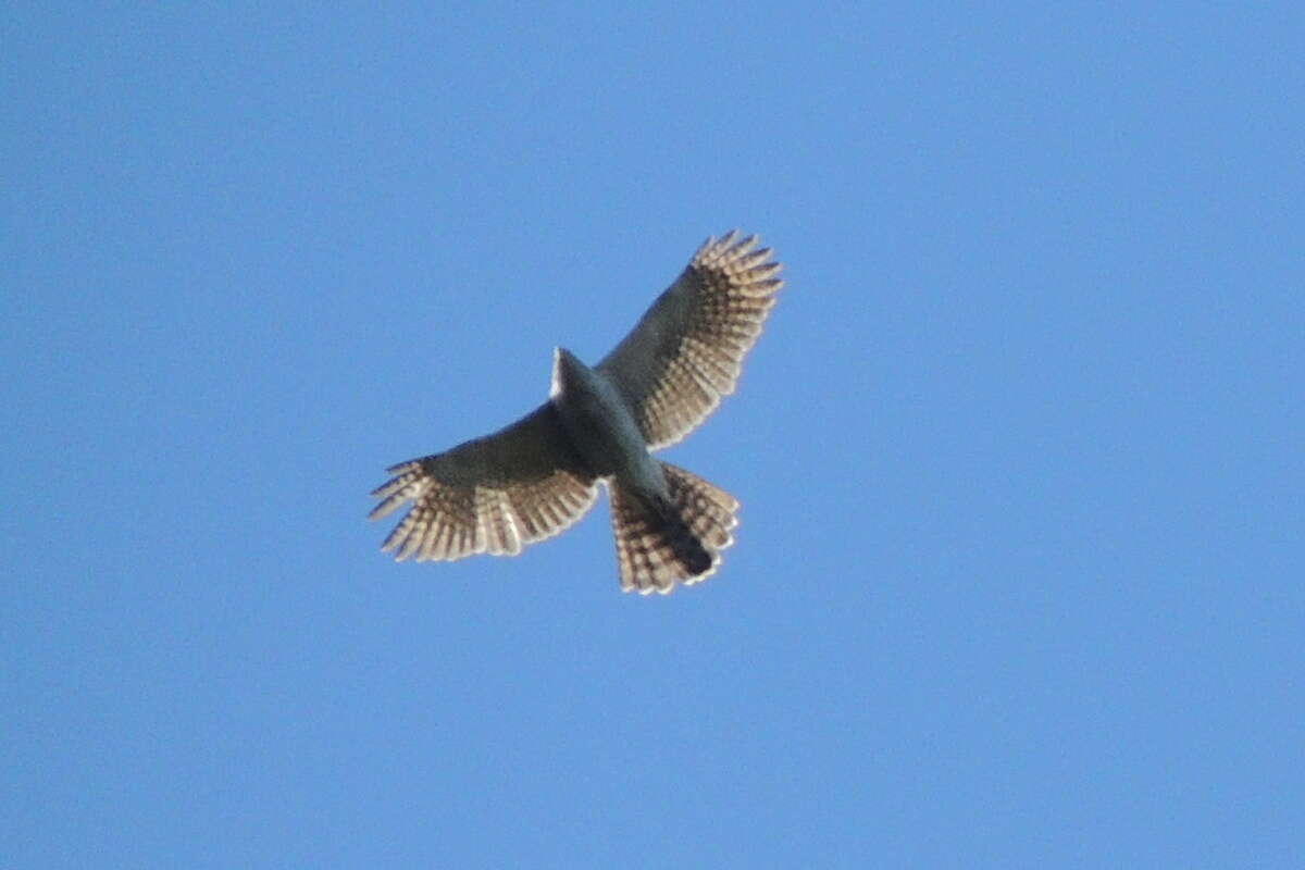 Image of Henst's Goshawk