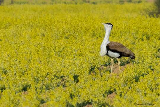 Image of Great Indian Bustard