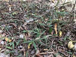 Image of Long-Leaf Basket Grass